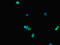 Fatty Acid Binding Protein 7 antibody, orb41797, Biorbyt, Immunofluorescence image 