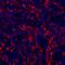 Hepatitis A Virus Cellular Receptor 2 antibody, A700-033, Bethyl Labs, Immunohistochemistry frozen image 