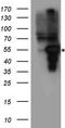 Stromelysin-3 antibody, TA890134, Origene, Western Blot image 