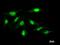 DNA Polymerase Alpha 2, Accessory Subunit antibody, LS-C342636, Lifespan Biosciences, Immunofluorescence image 