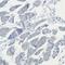 Stratifin antibody, HPA011105, Atlas Antibodies, Immunohistochemistry frozen image 