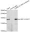 Structural Maintenance Of Chromosomes 1A antibody, orb129745, Biorbyt, Immunoprecipitation image 