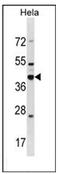 DND MicroRNA-Mediated Repression Inhibitor 1 antibody, AP51300PU-N, Origene, Western Blot image 