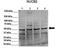 NUCB2 antibody, TA341643, Origene, Western Blot image 