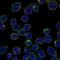 Dihydropyrimidinase-related protein 1 antibody, HPA035640, Atlas Antibodies, Immunofluorescence image 