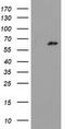 Glucokinase regulatory protein antibody, TA502163, Origene, Western Blot image 