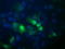Pogo Transposable Element Derived With KRAB Domain antibody, LS-C787699, Lifespan Biosciences, Immunofluorescence image 