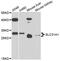 High affinity copper uptake protein 1 antibody, abx136019, Abbexa, Western Blot image 