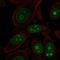 Ribosome biogenesis protein BOP1 antibody, HPA066764, Atlas Antibodies, Immunofluorescence image 