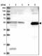 Glutamyl-TRNA Amidotransferase Subunit B antibody, PA5-60046, Invitrogen Antibodies, Western Blot image 