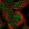 U3 small nucleolar ribonucleoprotein protein IMP3 antibody, HPA060955, Atlas Antibodies, Immunocytochemistry image 