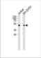 Annexin A7 antibody, TA325068, Origene, Western Blot image 