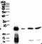 BPI Fold Containing Family A Member 1 antibody, LS-C186451, Lifespan Biosciences, Western Blot image 