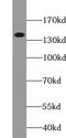 WAPL Cohesin Release Factor antibody, FNab09467, FineTest, Western Blot image 