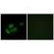 Mitochondrial Ribosomal Protein L11 antibody, PA5-49937, Invitrogen Antibodies, Immunofluorescence image 