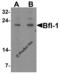 BCL2 Related Protein A1 antibody, 3875, ProSci, Western Blot image 