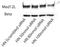 SET Binding Factor 1 antibody, orb185159, Biorbyt, Western Blot image 