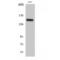 Phospholipase C Beta 3 antibody, LS-C381198, Lifespan Biosciences, Western Blot image 