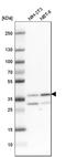 Cyclin Dependent Kinase 6 antibody, HPA002637, Atlas Antibodies, Western Blot image 
