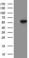 Zinc Finger Protein 19 antibody, TA811266, Origene, Western Blot image 