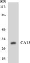Carbonic Anhydrase 13 antibody, LS-C291744, Lifespan Biosciences, Western Blot image 