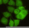 Cyclin Dependent Kinase 1 antibody, LS-C178272, Lifespan Biosciences, Immunofluorescence image 