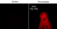 Vav Guanine Nucleotide Exchange Factor 2 antibody, VP2561, ECM Biosciences, Immunocytochemistry image 
