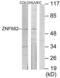 Zinc Finger Protein 682 antibody, LS-C118739, Lifespan Biosciences, Western Blot image 
