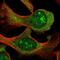 Spermatogenesis Associated Serine Rich 2 Like antibody, HPA055427, Atlas Antibodies, Immunofluorescence image 