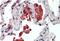 Insulin Degrading Enzyme antibody, NB100-68148, Novus Biologicals, Immunohistochemistry frozen image 