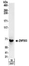 Zinc Finger Protein 503 antibody, NBP2-32132, Novus Biologicals, Western Blot image 