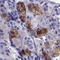 Arginine Vasopressin Receptor 1B antibody, HPA075404, Atlas Antibodies, Immunohistochemistry frozen image 