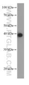 Jun Proto-Oncogene, AP-1 Transcription Factor Subunit antibody, 66313-1-Ig, Proteintech Group, Western Blot image 