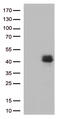 Cellular Communication Network Factor 2 antibody, TA806803S, Origene, Western Blot image 