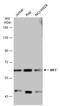 Interferon Regulatory Factor 7 antibody, GTX132523, GeneTex, Western Blot image 