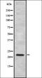 CD294 antibody, orb335617, Biorbyt, Western Blot image 