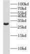 Monoacylglycerol O-Acyltransferase 2 antibody, FNab05269, FineTest, Western Blot image 