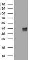 Wnt Family Member 3 antibody, TA801736AM, Origene, Western Blot image 