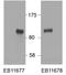 HIC ZBTB Transcriptional Repressor 1 antibody, LS-C186512, Lifespan Biosciences, Western Blot image 