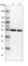 p50 dynamitin antibody, HPA040040, Atlas Antibodies, Western Blot image 