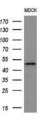 Lysyl Oxidase antibody, MA5-25033, Invitrogen Antibodies, Western Blot image 