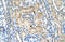 Neuronal Cell Adhesion Molecule antibody, 31-361, ProSci, Immunohistochemistry frozen image 