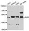 Inhibitor of growth protein 3 antibody, TA332945, Origene, Western Blot image 