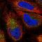 Y+L amino acid transporter 2 antibody, NBP2-30868, Novus Biologicals, Immunofluorescence image 