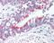 Phospholipase A2 Group IB antibody, 48-717, ProSci, Immunohistochemistry frozen image 