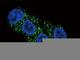 ATP Binding Cassette Subfamily G Member 2 (Junior Blood Group) antibody, F44284-0.4ML, NSJ Bioreagents, Western Blot image 