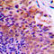 Programmed Cell Death 4 antibody, LS-C356249, Lifespan Biosciences, Immunohistochemistry paraffin image 