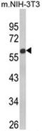Growth Differentiation Factor 10 antibody, AP18032PU-N, Origene, Western Blot image 