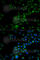 TNF Receptor Associated Factor 3 antibody, A3094, ABclonal Technology, Immunofluorescence image 