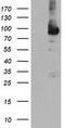 Neurolysin antibody, CF504021, Origene, Western Blot image 